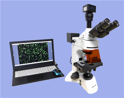 正置荧光显微镜DFM-66C